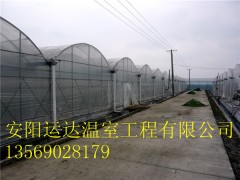 建一个简单点连栋温室需要多少钱钱图3