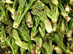 山野菜-刺嫩芽图3