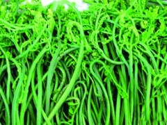 山野菜-旱蕨菜图2