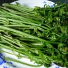 水蕨菜