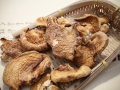 大美取柴河山泉元蘑图3