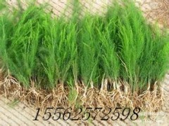 芦笋是十大名菜之一图2
