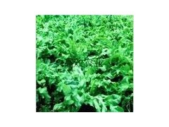 进口高杆菠菜 鲁梅克斯种子图3