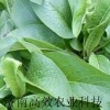 高蛋白俄罗斯饲料菜种根 种子 牧草种子