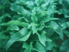 高蛋白俄罗斯饲料菜种根 种子 牧草种子图3