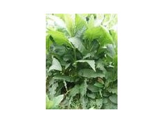 串叶松香草种子 菊花草，香宾草图2