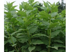 串叶松香草种子 菊花草，香宾草图3