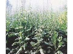 菊苣种子 牧草种子图3