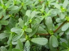 马齿苋的营养价值 马蜂菜种子图3