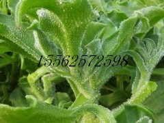 保健蔬菜 非洲冰草种子图3