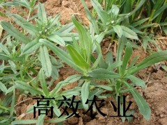 面条菜的营养价值图2