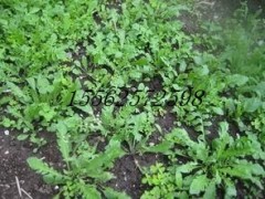 荠菜的营养价值 荠菜种子 保健蔬菜种子图2