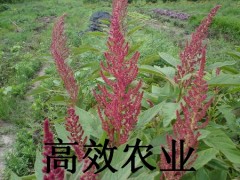 雪樱子种子图3