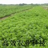 新型野菜--救心菜种苗—养心菜 纯绿色保健蔬菜