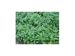 新型野菜--救心菜种苗—养心菜 纯绿色保健蔬菜图3