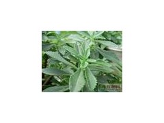 新型野菜--救心菜种苗—养心菜 纯绿色保健蔬菜图2
