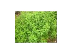 柳蒿种苗 降压菜种苗 减肥草图3
