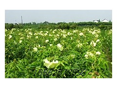 高效菜芙蓉种子 保健蔬菜种子图3