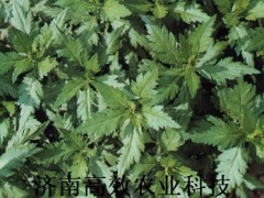 菊花脑种子 种苗 保健蔬菜种子图2