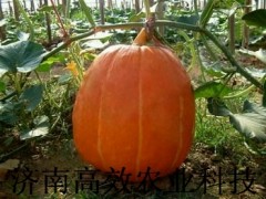 美国巨型特大南瓜种子图3