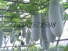 迷你小冬瓜种子 观赏食用蔬菜种子图3