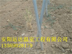 运达简易连栋拱棚建造队伍钢架草莓大棚建造设计图2