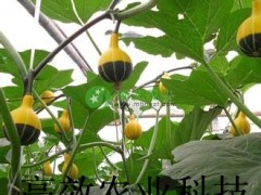奇趣观赏南瓜种子 鸳鸯梨南瓜种子图3