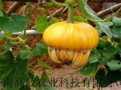 香炉瓜种子图2