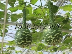 天鹅葫芦种子图2