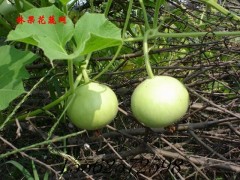 苹果葫芦种子图2