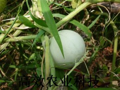 鸡蛋葫芦种子图3