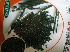绿豆新品种图3