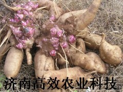 新鲜保健水果种苗图2