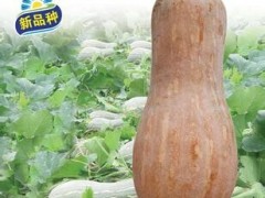密本日本南瓜种子图2