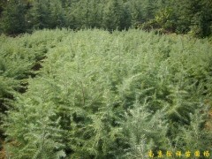 供应雪松等多种绿化苗木图3