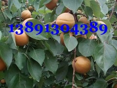 陕西凯特杏基地价格，凯特杏产地批发价格图2