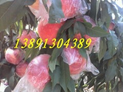 陕西纸袋中华寿桃基地大量上市-红度好-个头大图2