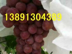 陕西早熟大棚葡萄【5月20号中旬成熟】晚熟露底红提葡萄【7月-8月成熟】  服务热线； 13891304389    大棚咋呐葡萄；户泰葡萄，红提葡萄，青提葡萄，美人指葡萄，无籽葡萄，夏黑葡萄，货源充足，质量保证，欢迎惠顾洽谈，订购合作。陕西红提葡萄种植基地，种植面积达千万亩以上，本地成熟时间在阳历6月中旬-8月初。红提葡萄（又名红地球）果穗大，长圆锥形，平均穗重650克，最大穗重可达2500克。果粒圆形或卵圆形，平均粒重11－14克，最大可达23克，果粒 红提葡萄园着生松紧适度，整齐均匀；果皮中厚，果实呈深红色，果肉硬脆，能削成薄片， 味甜可口，风味纯正，可溶性固形物大于16.5％，刀切无汁，品质极上。果柄长，与果实结合紧密，不易裂口；果刷粗大，着生极牢固，耐拉力极强，不脱粒；果实可远途运输和长期贮藏，可贮藏到翌年3月份。 本基地的葡萄具有糖度高，口感好、脆甜香，质细汁多，品质上乘，个大形正，硬度很好，耐长途运输等特点。我区交通设施完善便利，食宿方便。愿以葡萄为媒，广交四海宾朋。让客商买到真正能赚钱的葡萄。诚信为本，互惠互利！竭诚欢迎各地客商朋友前来咨询选购!. 望新老客户洽谈订购事宜。服务热线：13891304389   QQ 微信：965197896