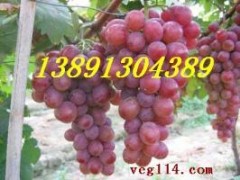 陕西早熟大棚葡萄【5月20号中旬成熟】晚熟露底红提葡萄【7月-8月成熟】  服务热线； 13891304389    大棚咋呐葡萄；户泰葡萄，红提葡萄，青提葡萄，美人指葡萄，无籽葡萄，夏黑葡萄，货源充足，质量保证，欢迎惠顾洽谈，订购合作。陕西红提葡萄种植基地，种植面积达千万亩以上，本地成熟时间在阳历6月中旬-8月初。红提葡萄（又名红地球）果穗大，长圆锥形，平均穗重650克，最大穗重可达2500克。果粒圆形或卵圆形，平均粒重11－14克，最大可达23克，果粒 红提葡萄园着生松紧适度，整齐均匀；果皮中厚，果实呈深红色，果肉硬脆，能削成薄片， 味甜可口，风味纯正，可溶性固形物大于16.5％，刀切无汁，品质极上。果柄长，与果实结合紧密，不易裂口；果刷粗大，着生极牢固，耐拉力极强，不脱粒；果实可远途运输和长期贮藏，可贮藏到翌年3月份。 本基地的葡萄具有糖度高，口感好、脆甜香，质细汁多，品质上乘，个大形正，硬度很好，耐长途运输等特点。我区交通设施完善便利，食宿方便。愿以葡萄为媒，广交四海宾朋。让客商买到真正能赚钱的葡萄。诚信为本，互惠互利！竭诚欢迎各地客商朋友前来咨询选购!. 望新老客户洽谈订购事宜。服务热线：13891304389   QQ 微信：965197896