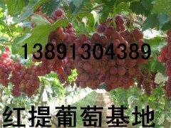 陕西早熟大棚葡萄【5月20号中旬成熟】晚熟露底红提葡萄【7月-8月成熟】  服务热线； 13891304389    大棚咋呐葡萄；户泰葡萄，红提葡萄，青提葡萄，美人指葡萄，无籽葡萄，夏黑葡萄，货源充足，质量保证，欢迎惠顾洽谈，订购合作。陕西红提葡萄种植基地，种植面积达千万亩以上，本地成熟时间在阳历6月中旬-8月初。红提葡萄（又名红地球）果穗大，长圆锥形，平均穗重650克，最大穗重可达2500克。果粒圆形或卵圆形，平均粒重11－14克，最大可达23克，果粒 红提葡萄园着生松紧适度，整齐均匀；果皮中厚，果实呈深红色，果肉硬脆，能削成薄片， 味甜可口，风味纯正，可溶性固形物大于16.5％，刀切无汁，品质极上。果柄长，与果实结合紧密，不易裂口；果刷粗大，着生极牢固，耐拉力极强，不脱粒；果实可远途运输和长期贮藏，可贮藏到翌年3月份。 本基地的葡萄具有糖度高，口感好、脆甜香，质细汁多，品质上乘，个大形正，硬度很好，耐长途运输等特点。我区交通设施完善便利，食宿方便。愿以葡萄为媒，广交四海宾朋。让客商买到真正能赚钱的葡萄。诚信为本，互惠互利！竭诚欢迎各地客商朋友前来咨询选购!. 望新老客户洽谈订购事宜。服务热线：13891304389   QQ 微信：965197896