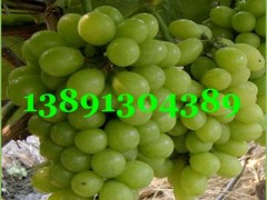 陕西早熟大棚葡萄【5月20号中旬成熟】晚熟露底红提葡萄【7月-8月成熟】  服务热线； 13891304389    大棚咋呐葡萄；户泰葡萄，红提葡萄，青提葡萄，美人指葡萄，无籽葡萄，夏黑葡萄，货源充足，质量保证，欢迎惠顾洽谈，订购合作。陕西红提葡萄种植基地，种植面积达千万亩以上，本地成熟时间在阳历6月中旬-8月初。红提葡萄（又名红地球）果穗大，长圆锥形，平均穗重650克，最大穗重可达2500克。果粒圆形或卵圆形，平均粒重11－14克，最大可达23克，果粒 红提葡萄园着生松紧适度，整齐均匀；果皮中厚，果实呈深红色，果肉硬脆，能削成薄片， 味甜可口，风味纯正，可溶性固形物大于16.5％，刀切无汁，品质极上。果柄长，与果实结合紧密，不易裂口；果刷粗大，着生极牢固，耐拉力极强，不脱粒；果实可远途运输和长期贮藏，可贮藏到翌年3月份。 本基地的葡萄具有糖度高，口感好、脆甜香，质细汁多，品质上乘，个大形正，硬度很好，耐长途运输等特点。我区交通设施完善便利，食宿方便。愿以葡萄为媒，广交四海宾朋。让客商买到真正能赚钱的葡萄。诚信为本，互惠互利！竭诚欢迎各地客商朋友前来咨询选购!. 望新老客户洽谈订购事宜。服务热线：13891304389   QQ 微信：965197896