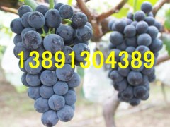 陕西早熟大棚葡萄【5月20号中旬成熟】晚熟露底红提葡萄【7月-8月成熟】  服务热线； 13891304389    大棚咋呐葡萄；户泰葡萄，红提葡萄，青提葡萄，美人指葡萄，无籽葡萄，夏黑葡萄，货源充足，质量保证，欢迎惠顾洽谈，订购合作。陕西红提葡萄种植基地，种植面积达千万亩以上，本地成熟时间在阳历6月中旬-8月初。红提葡萄（又名红地球）果穗大，长圆锥形，平均穗重650克，最大穗重可达2500克。果粒圆形或卵圆形，平均粒重11－14克，最大可达23克，果粒 红提葡萄园着生松紧适度，整齐均匀；果皮中厚，果实呈深红色，果肉硬脆，能削成薄片， 味甜可口，风味纯正，可溶性固形物大于16.5％，刀切无汁，品质极上。果柄长，与果实结合紧密，不易裂口；果刷粗大，着生极牢固，耐拉力极强，不脱粒；果实可远途运输和长期贮藏，可贮藏到翌年3月份。 本基地的葡萄具有糖度高，口感好、脆甜香，质细汁多，品质上乘，个大形正，硬度很好，耐长途运输等特点。我区交通设施完善便利，食宿方便。愿以葡萄为媒，广交四海宾朋。让客商买到真正能赚钱的葡萄。诚信为本，互惠互利！竭诚欢迎各地客商朋友前来咨询选购!. 望新老客户洽谈订购事宜。服务热线：13891304389   QQ 微信：965197896