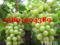 陕西早熟大棚葡萄【5月20号中旬成熟】晚熟露底红提葡萄【7月-8月成熟】  服务热线； 13891304389    大棚咋呐葡萄；户泰葡萄，红提葡萄，青提葡萄，美人指葡萄，无籽葡萄，夏黑葡萄，货源充足，质量保证，欢迎惠顾洽谈，订购合作。陕西红提葡萄种植基地，种植面积达千万亩以上，本地成熟时间在阳历6月中旬-8月初。红提葡萄（又名红地球）果穗大，长圆锥形，平均穗重650克，最大穗重可达2500克。果粒圆形或卵圆形，平均粒重11－14克，最大可达23克，果粒 红提葡萄园着生松紧适度，整齐均匀；果皮中厚，果实呈深红色，果肉硬脆，能削成薄片， 味甜可口，风味纯正，可溶性固形物大于16.5％，刀切无汁，品质极上。果柄长，与果实结合紧密，不易裂口；果刷粗大，着生极牢固，耐拉力极强，不脱粒；果实可远途运输和长期贮藏，可贮藏到翌年3月份。 本基地的葡萄具有糖度高，口感好、脆甜香，质细汁多，品质上乘，个大形正，硬度很好，耐长途运输等特点。我区交通设施完善便利，食宿方便。愿以葡萄为媒，广交四海宾朋。让客商买到真正能赚钱的葡萄。诚信为本，互惠互利！竭诚欢迎各地客商朋友前来咨询选购!. 望新老客户洽谈订购事宜。服务热线：13891304389   QQ 微信：965197896
