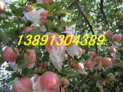 陕西大荔万亩优质红富士苹果产地批发大量上市图3