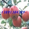 陕西纸袋红富士苹果产地，纸夹膜红富士苹果产地批发价格