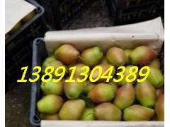 陕西大荔冷库红香酥梨产地批发种植价格图3