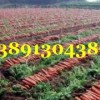 陕西万亩优质红萝卜基地批发，红萝卜产地批发价格