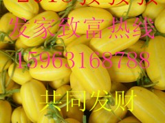 莘县东方密洋香瓜甜瓜大量上市图2