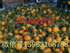 莘县东方密洋香瓜甜瓜大量上市图3
