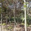 供应榉树等多种绿化苗木